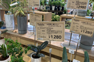 観葉植物のプライスカード
