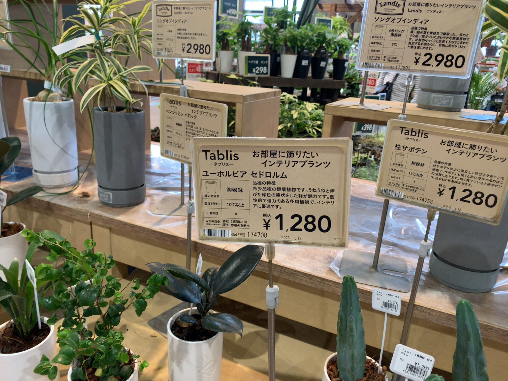 観葉植物のプライスカード 深澤企画コンサルティングオフィス